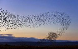 Drones