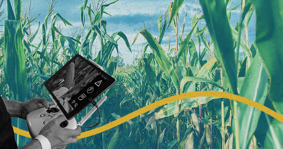 Como a IoT Está Revolucionando o Agronegócio - Zoox Smart Data